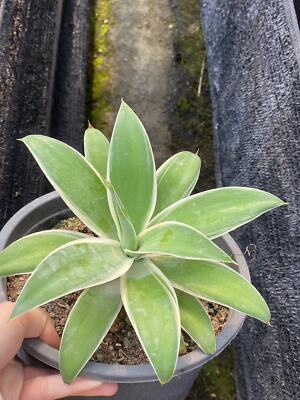 RareSucculent Plant Agave attenuata Variegated Garden Décor