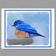 6 Bluebird Wild Bird Blank Art Note Greeting Cards