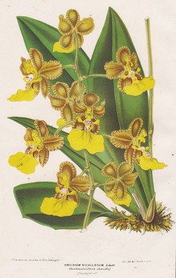 Oncidium Bicallosum orchid flower Guatemala Botanik Stroobant Lemaire Litho