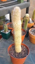 Espostoa Lanata Peruvian Old Man Cactus 10"H x 2"W Ships Bare Root! White Wool