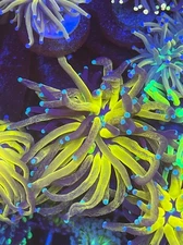 Tiger Torch - Live Coral Frag LPS salt water Reef Tank WYSIWYG