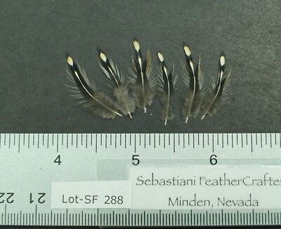 Six ~1'' Jungle Fowl (Gallus sonneratii) Neck Hackle Feathers Lot-SF 288