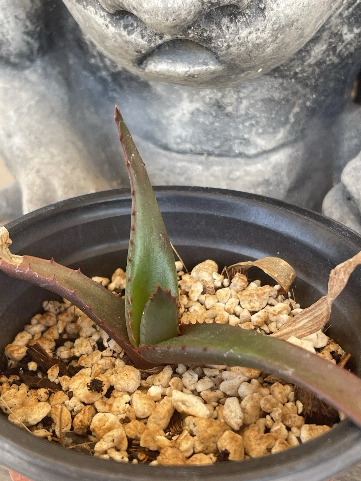 ALOE CIPOLINICOLA - super rare single stem tree aloe seedling -- SEED GROWN-!!
Opens in a new window