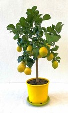 Limone Carrubaro "Citrus limon" Agrumi di Sicilia pianta in vaso  22 cm