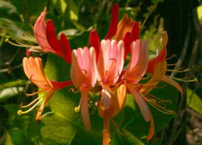 passiflore plante Florida Grown Passion Fruit ‘Bounty’ Live Plant – Passiflora edulis  Tropical Fruit Vine