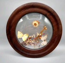 Vintage wood Frame 10" bubble glass, round, Frame and glass only *READ