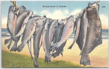 Vintage Linen Postcard Record Catch in Florida Fishing Scene 1952