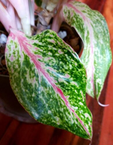 RARE XL Aglaonema Lao Nam Thong 19" Tall Multi Plants No Anthurium Philodendron - Picture 4 of 20