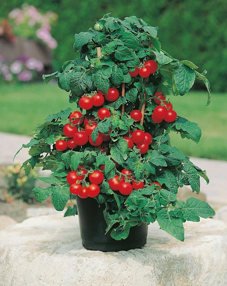 Lot De 10 Graines De Tomate Hoffman Rentita Spéciale Pot Balcon Graines Seed