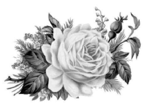 Vintage Image Greyscale Cabbage Rose 