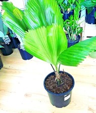Licuala Grandis - The Ruffled Fan Palm - Vanuatu Palas Fan Palm - Seeds- F/S