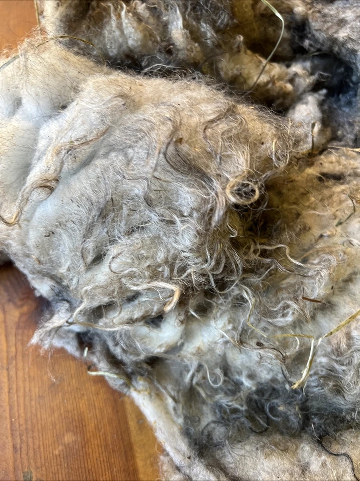 Icelandic fleece Ewe RAW 14 ounce fleece as shown - Image 2 of 4