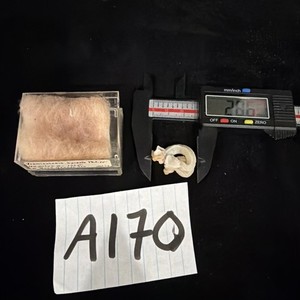 vermicularia spirata 28.6mm 170ft Boca Grande FL 1972 (A170)