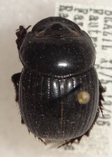 Phanaeus for collectors | Horned Rhinoceros Dung Beetles