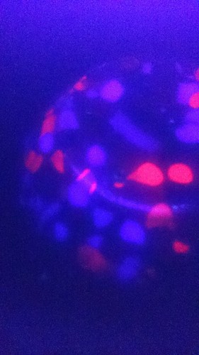 Kralik, Red, Orange, Spatter, Splatter, Bulbous, Glass, Vase. - Picture 18 of 19