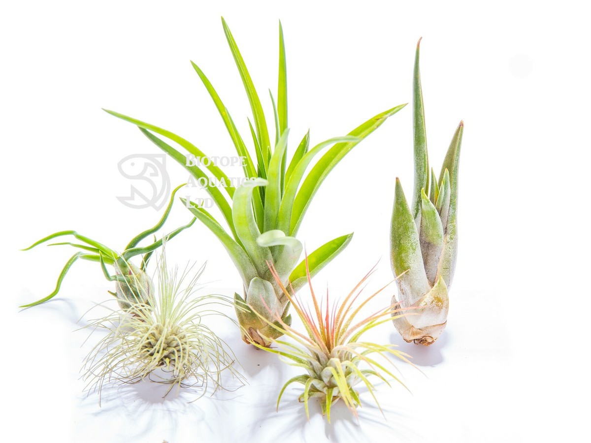 Collection of 5 MINI air plants - Tillandsia live house plant. No Soil |  eBay