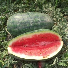 Congo Watermelon Seeds, NON-GMO, Gigantic 35-50 lbs, Super Sweet, FREE SHIPPING