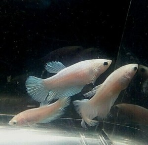 white female betta