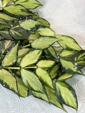 Hoya polyneura inner variegated cutting🌿 1 node 2 leaves