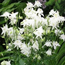 Columbine CRYSTAL STAR White Perennial Pollinators Part-Sun Non-GMO 100 Seeds!