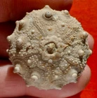JURASSIC FOSSIL SEA URCHIN OF MOROCCO, GYMNOCIDARIS