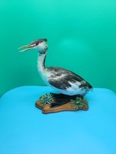 BEB132 Captive Raised Great Crested Grebe (Podiceps Cristatus) Bird Mount Taxid