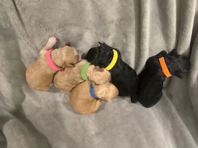 Shmoodle Puppies Dogs Puppies Gumtree Australia Kempsey Area Kundabung 1260414622