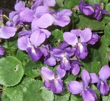 Veilchen Samen 100 Schildkrötenfutter geeignet DUFT VEILCHEN    Wirt. Jahr 2025