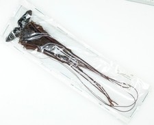 Phryna Grossetaitai (Amblypygi)  | PERU | AS PICTURED | A1