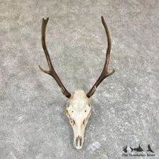 #26614 P | Sika Deer Skull Taxidermy Mount For Sale