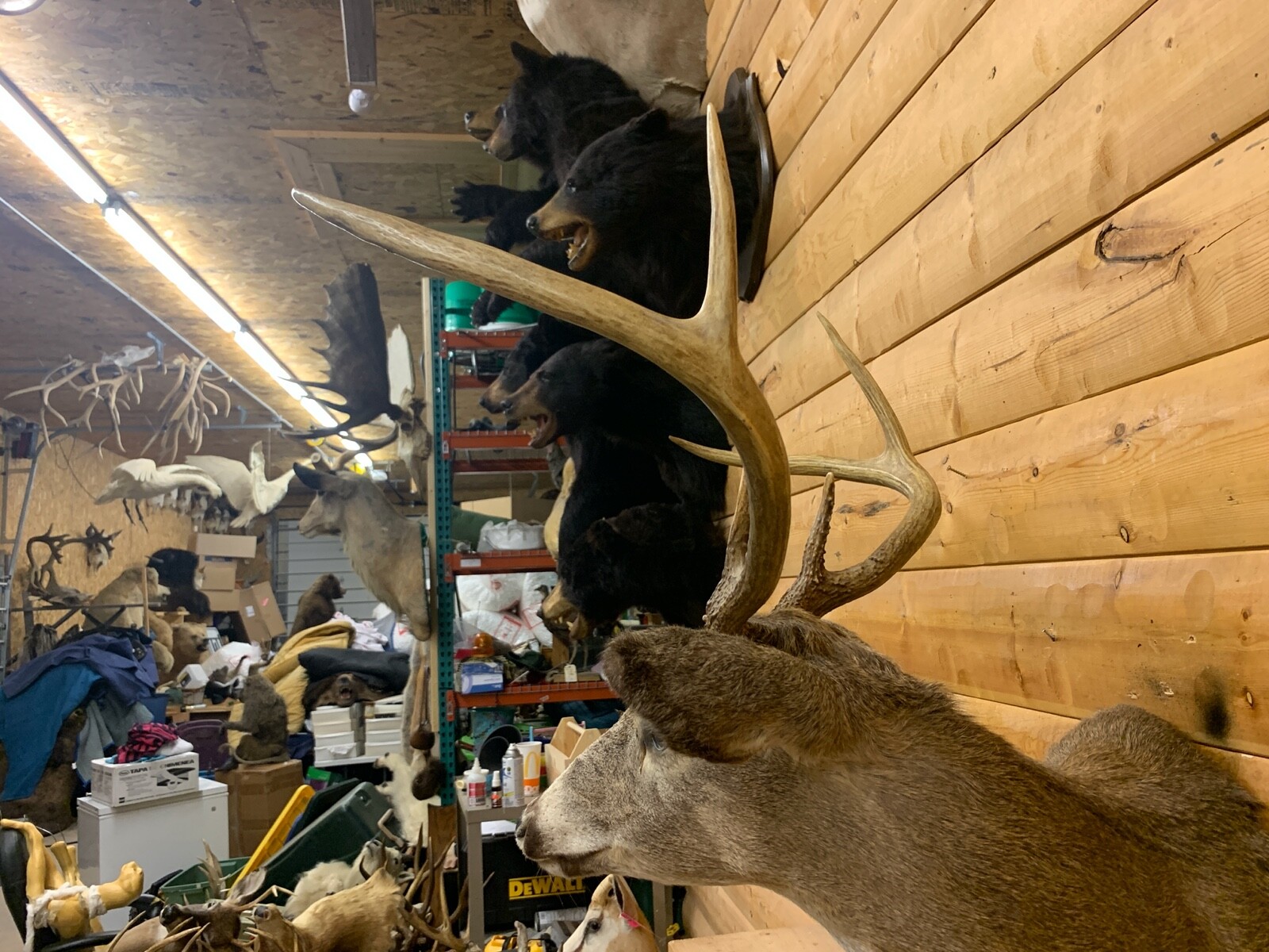 HUGE Shoulder Mount 6 Point White Tail Deer Real Antler Buck Doe Taxidermy  WTD27 | eBay