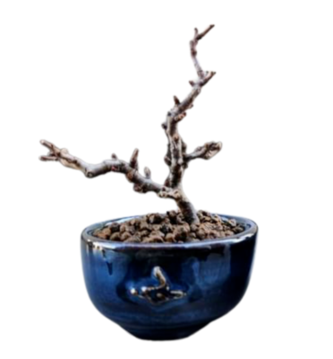 Seto Ware Miniature Bonsai Pot Planter Blue without Ridge Bonjin Japan |  eBay