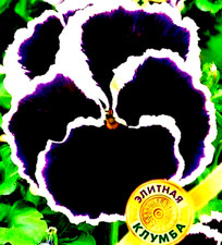 RUSSIAN PANSY SEEDS - BLACK & WHITE EDGES BEAUTIFUL LARGE FLOWERS
