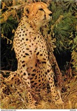 AK - Tiere - Raubtiere - Gepard - Afrikanisches Reservat Sigean - Zoo -
