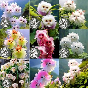 succulent spot Ink Spot Kalanchoe - Kalanchoe Marmorata main image 0