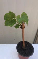 Rooted Grape Cutting Vine With Pot Green Sweet Seedless Ready To Plant