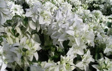 Well Rooted **MAUNA KEA** Live Bougainvillea starter/plug plant*USA SELLER*