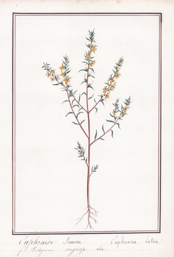 Euphraise Euphrasia Lutea Botany Aquarell Watercolor Drawing 1830