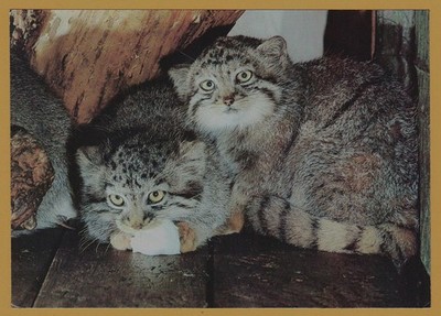 1988 Fluffy Pallas s Cat Manul Wildlife Animals ART Rare Soviet POSTCARD Old