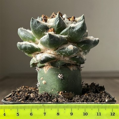 16-4265 Cactus hybr (fissuratus x retusus) F2, 10 years, grafted
