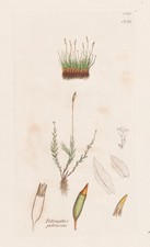 Tetraphis Pellucida Mosses Botany Copper Engraving Sowerby Smith 1810