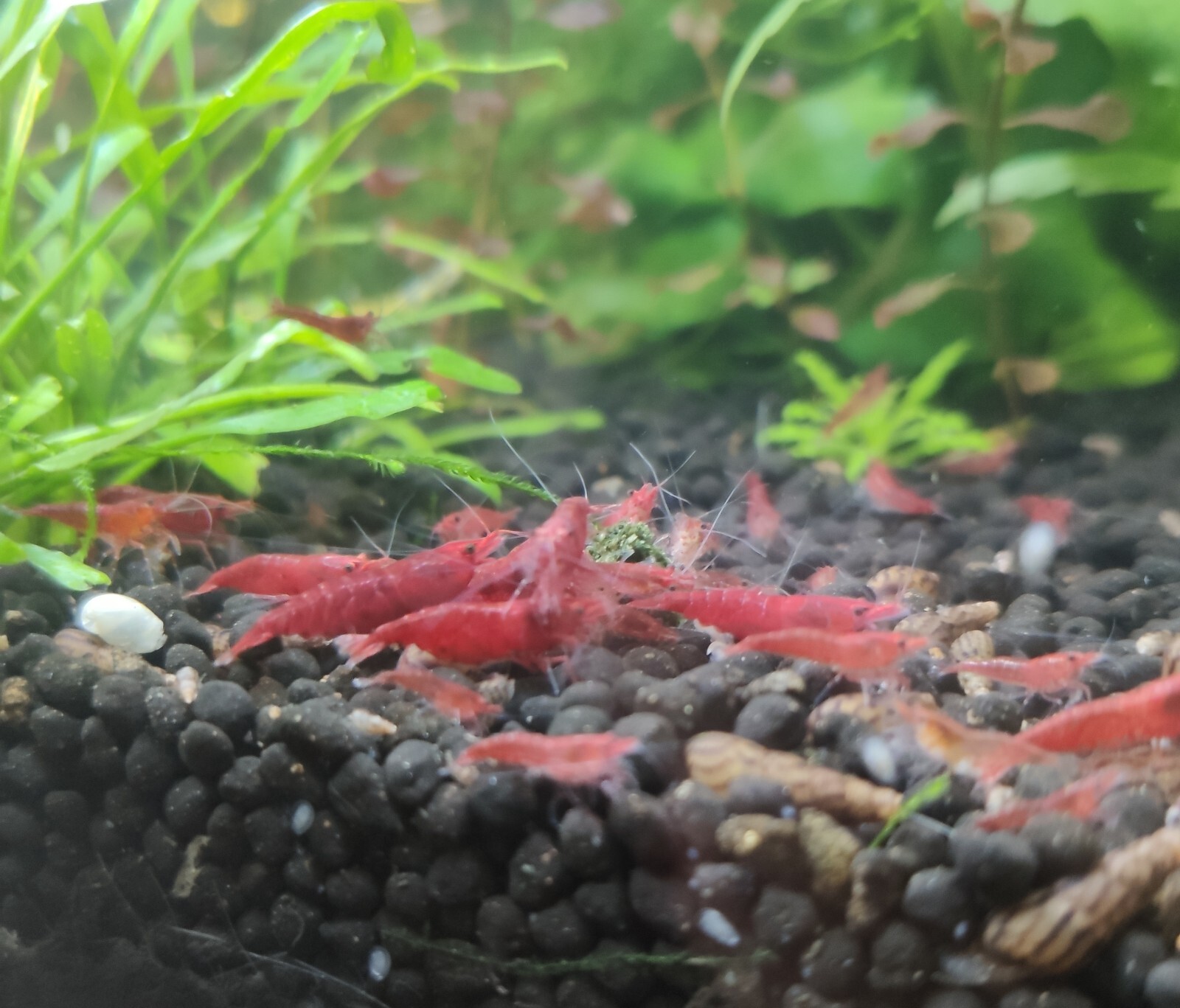 Crevettes Red Sakura Neocaridina Lot de 10 anti algues pour petit aquarium