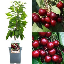 Duo Cherry Patio Fruit Tree | Regina & Sunburst Cherries | Garden Trees 2-3ft