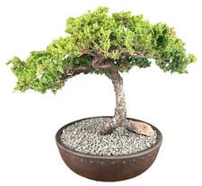 Juniper Bonsai Tree 14"H Trained Outdoor Evergreen Juniper Procumbens Nana