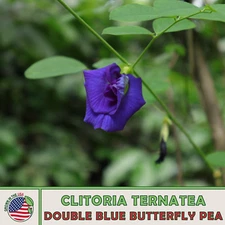 10 Double Blue Butterfly Pea Seeds, Clitoria ternatea, Blue Queen, Genuine USA