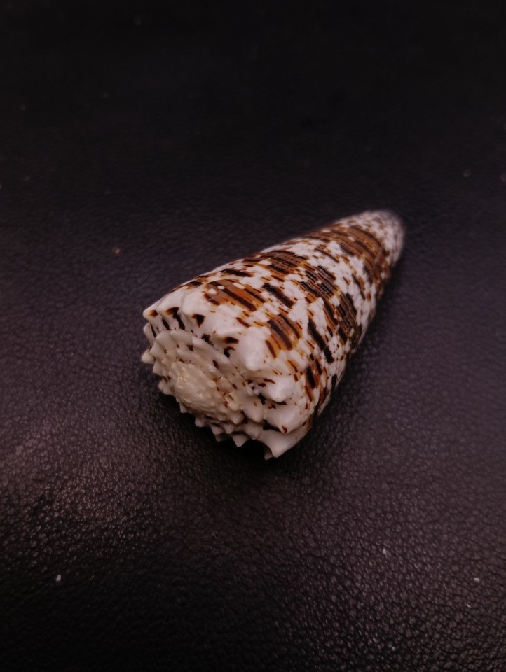 Concial Shell Conus imperialis 49mm cone seashell. collection Sea shell. #18117 ...
