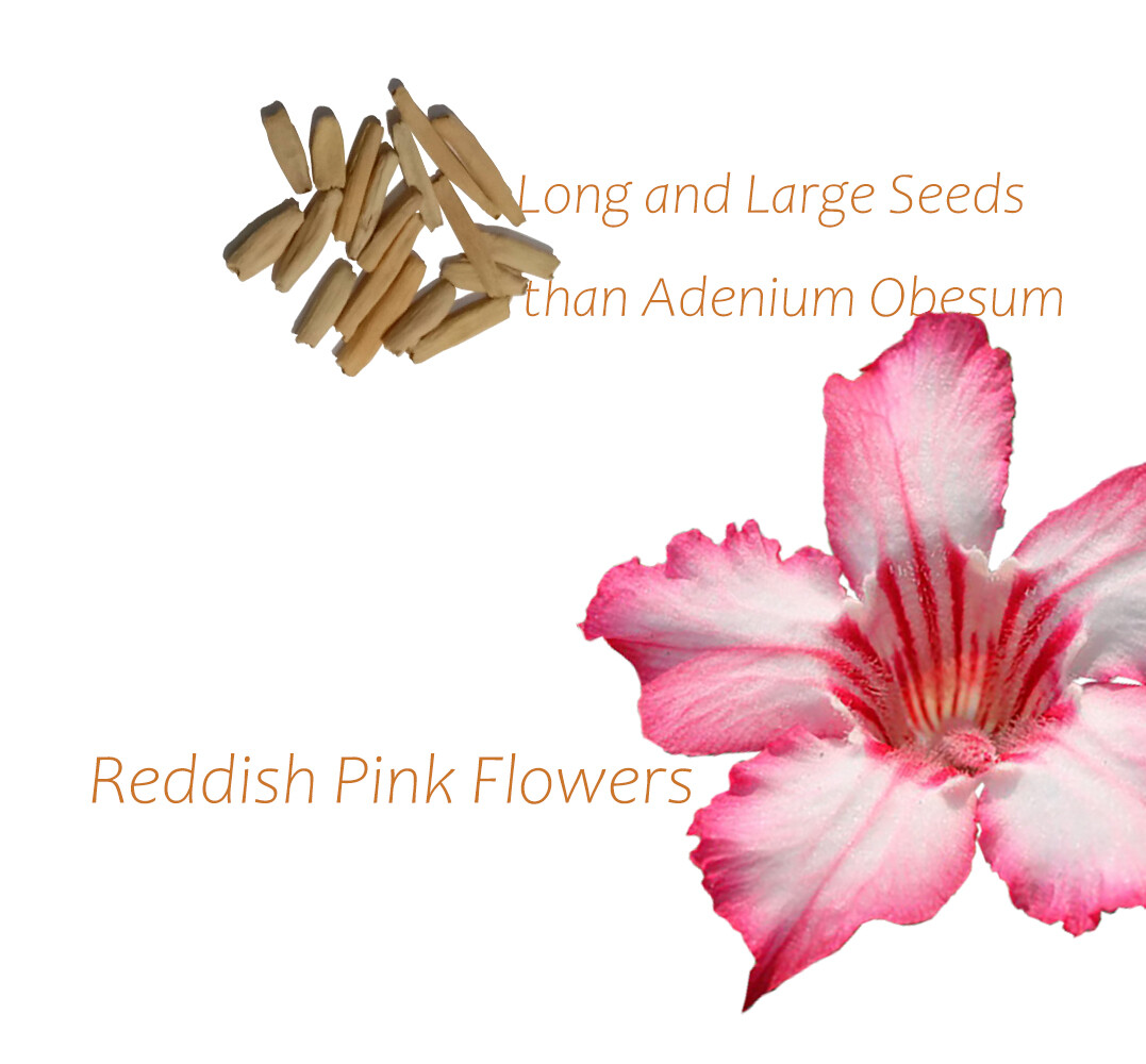 Somalense Hybrid Seed Rare Adenium Somalense Tower Form Desert Rose