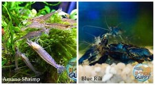  COMBO 10 1 Amano  10 1 Blue Rili Freshwater Neocaridina Aquarium Shrimp