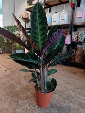 Calathea Warscewiczii | 60cm Tall Indoor Plant | 19cm Pot | Air Purifying Plant