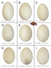 9 Empty VTG 6-8” L Blown Goose Eggs Blown White Shell Pysanky Butterk Two Hole